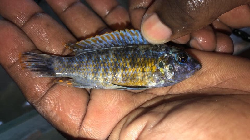 Labeotropheus trewavasae 'Chirwa Island'